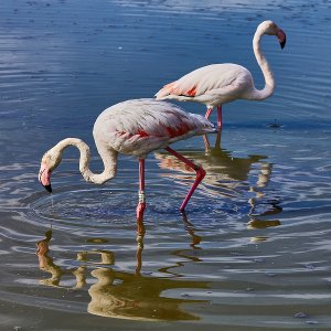 Flamingos in der Camarqu